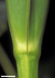 Veronica perbella. Leaf bud with no sinus. Scale = 1 mm.
 Image: W.M. Malcolm © Te Papa CC-BY-NC 3.0 NZ